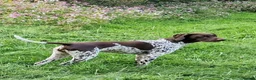 German Shorthaired Pointer dogs for sale: KC Registered German Shorthaired Pointer Puppies - Advert 4