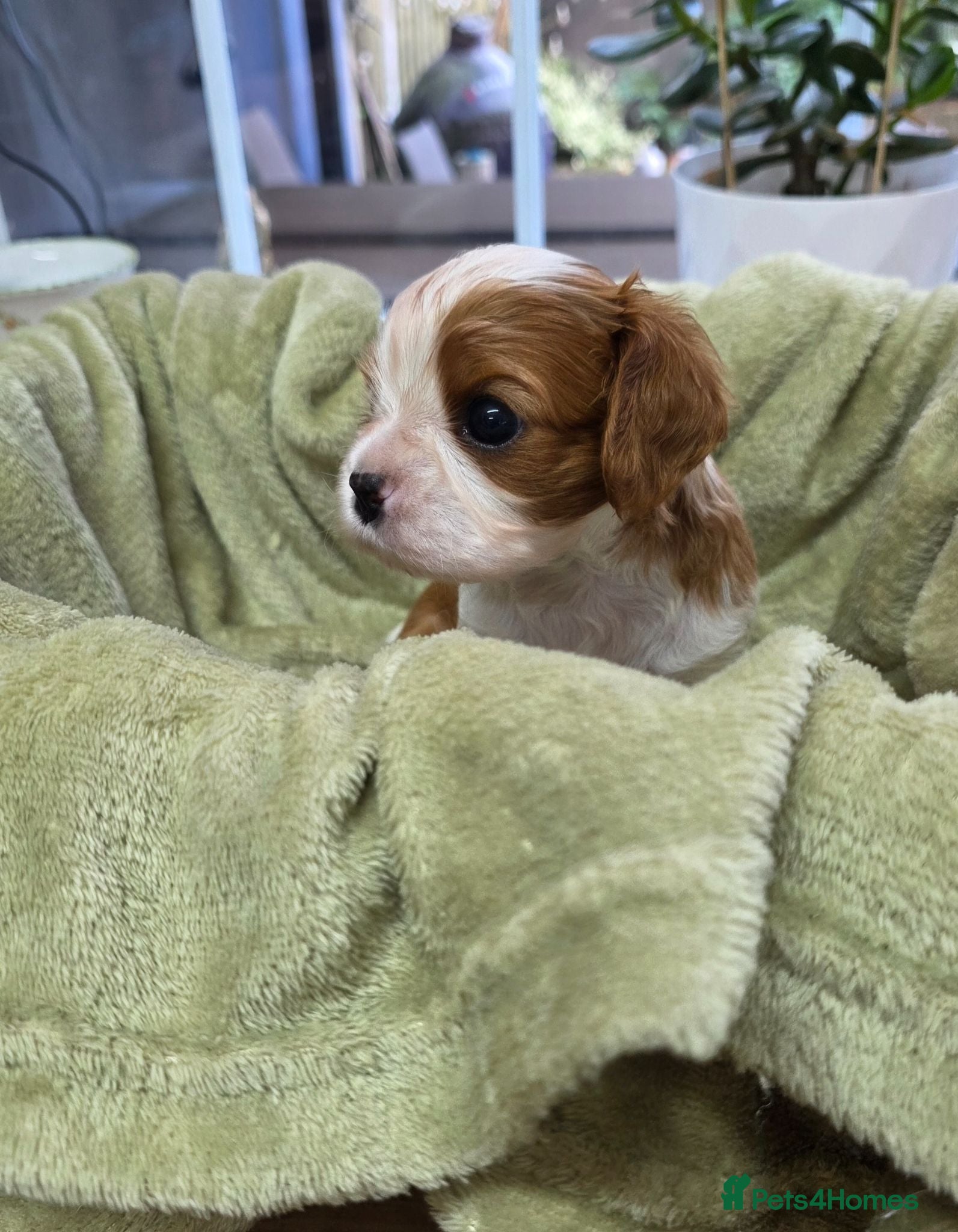 Cavalier King Charles Spaniel dogs Beautiful health tested cavalier pups - Advert 2