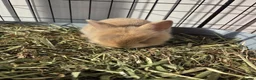 Mini Lion Lop rabbits for sale: 7 beautiful bunnies 🐰 ❤️  - Advert 7