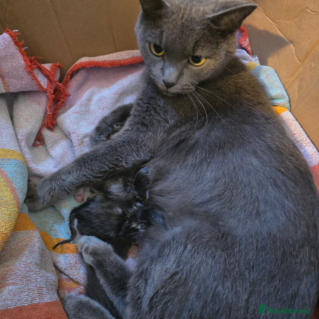 Russian Blue cats for sale: Mixed Russian blue kittens - Advert 6