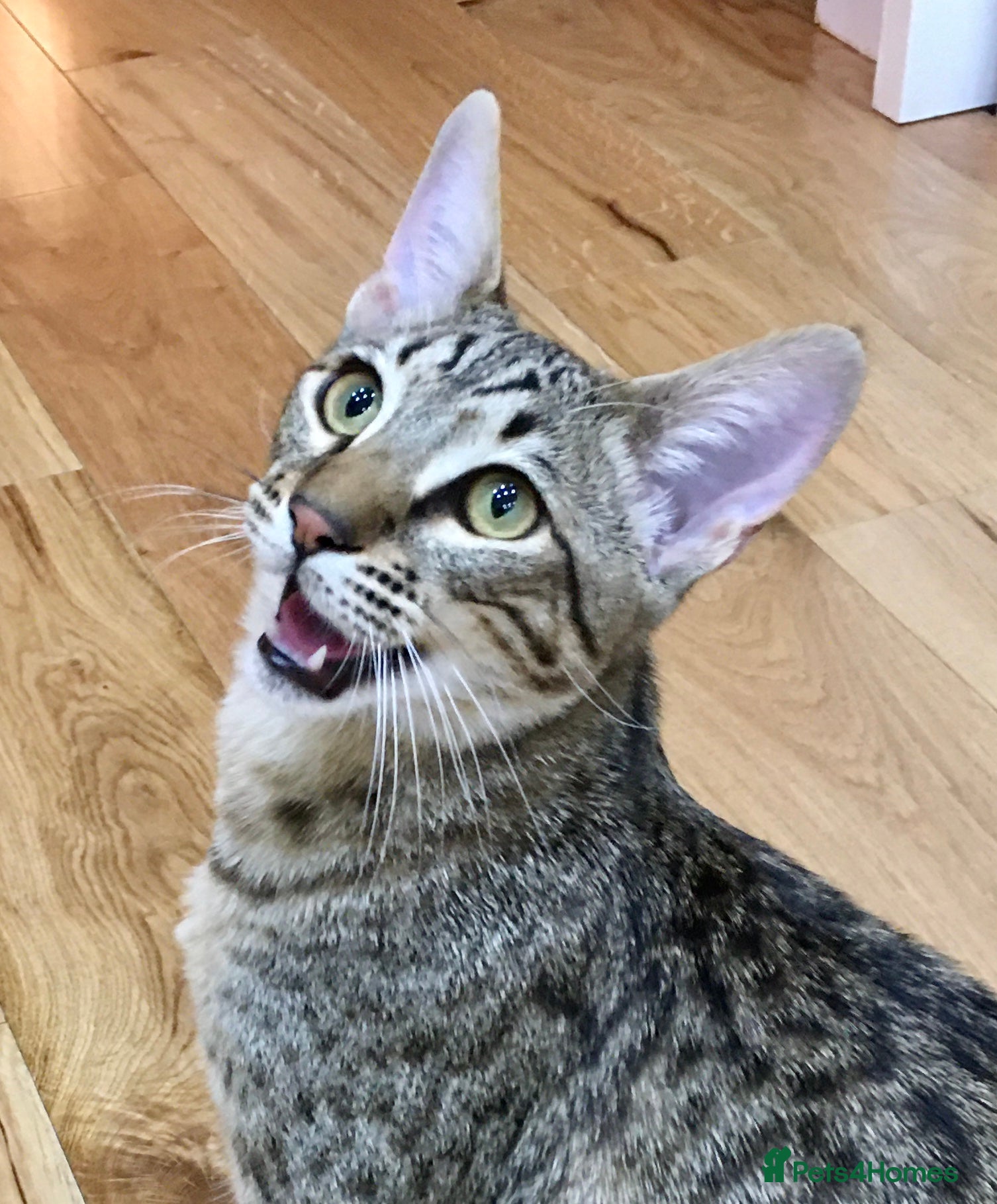 Savannah cats Loving Male Savannah Cat F4 - Advert 9