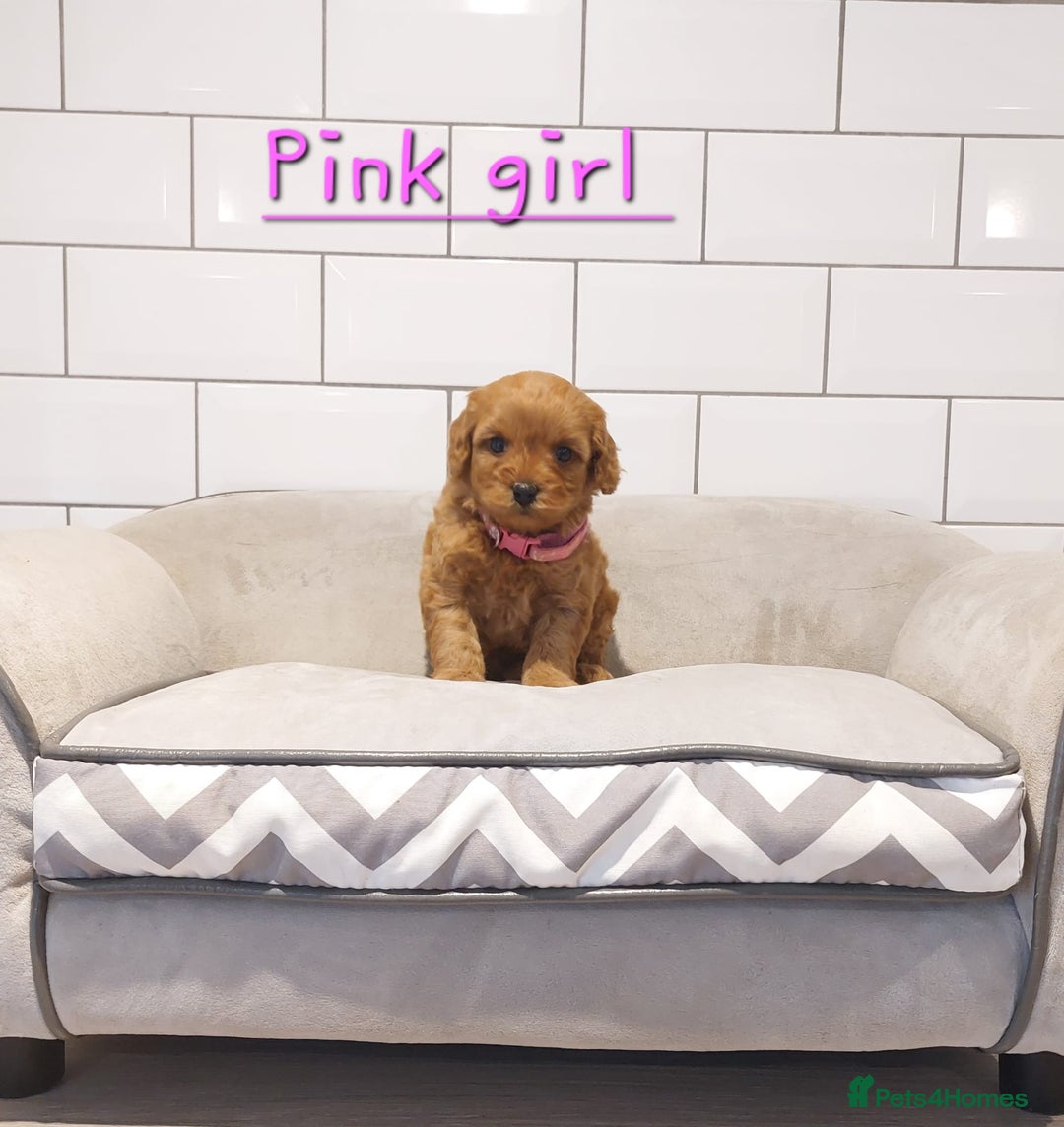 Cavachon dogs for sale: Cavapoochon puppies 💕 - Advert 8