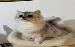 Persian cats for sale: Sliver tip Persian  ready to leave - Image 3