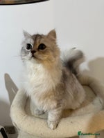 Persian cats - Advert 2