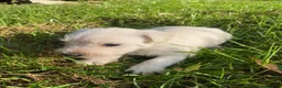 Jack Russell dogs for sale: Gorgeous Rough Coated Jack Russell Puppies in Boston - Advert 13