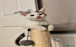 Domestic Shorthair cats for sale: Sweet, Playful Kittens Ready for Loving Homes 🐱 - Image 14