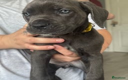 Cane Corso dogs for sale: Beautiful Cane Corso puppies for sale  - Image 23