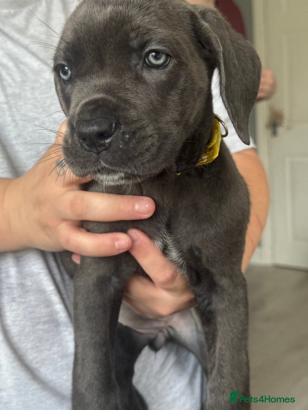Cane Corso dogs for sale: Beautiful Cane Corso puppies for sale  - Image 23