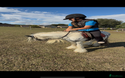 Irish Cob horses for sale: beautiful kids pony project ❤️ - Image 17