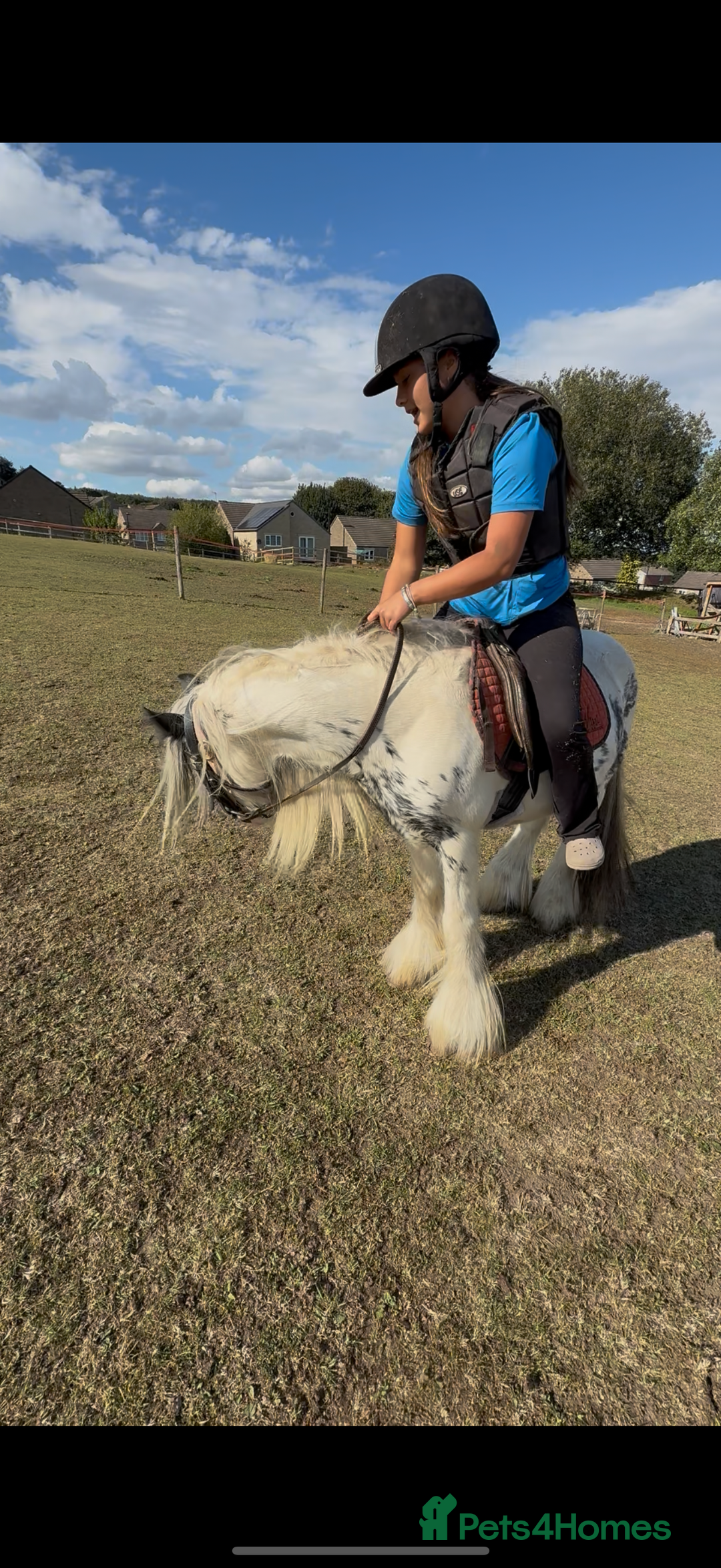 Irish Cob horses for sale: beautiful kids pony project ❤️ - Image 17