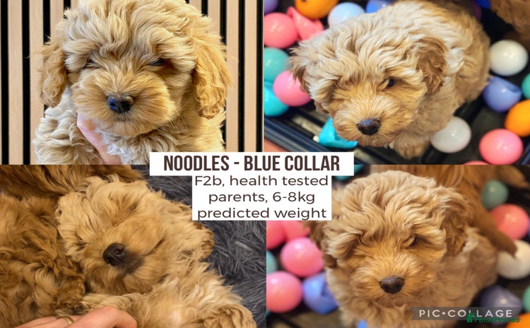 Cockapoo dogs - Advert 4