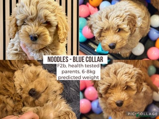 Cockapoo dogs - Advert 1