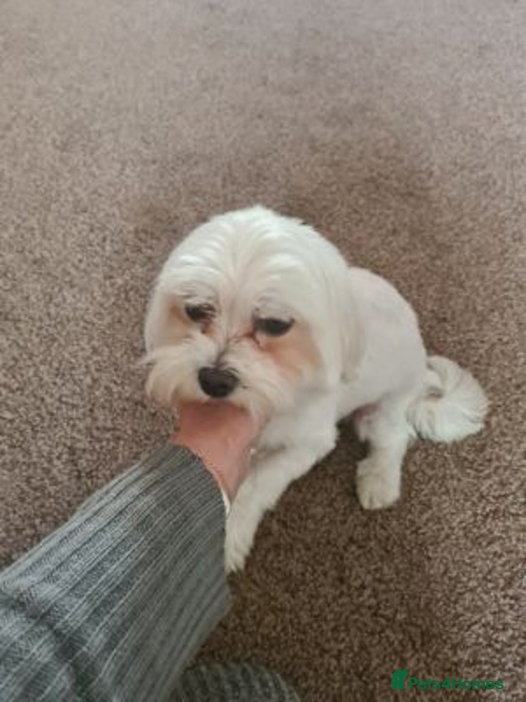 Maltese dogs for sale: Pretty Maltese - Advert 1