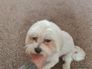 Maltese dogs Pretty Maltese - Advert 15