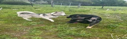 Siberian Husky dogs for sale: Male Siberian Husky - Advert 7