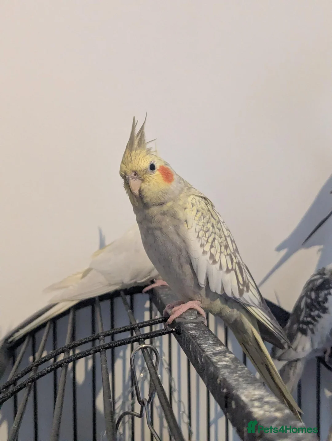 Cockatiels birds for sale: John cockatiels - Advert 2