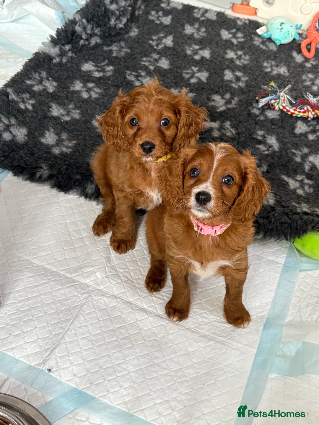 Cavapoo dogs for sale: READY NOW!! F1 Cavapoos  - Image 11