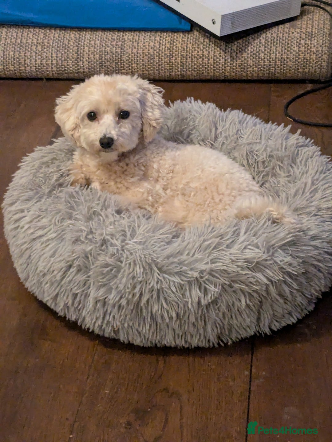 Maltipoo dogs for sale: Maltipoo F1B puppies  - Advert 2