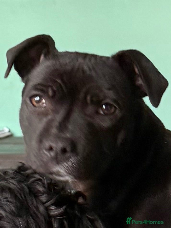 Staffordshire Bull Terrier dogs 9 month old Raven for sale - Advert 14