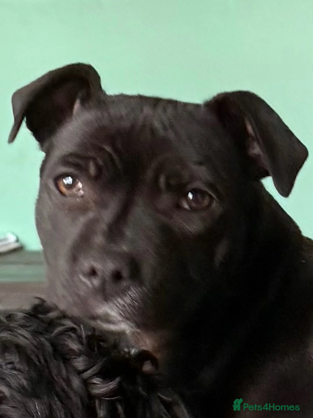 Staffordshire Bull Terrier dogs for sale: 9 month old Raven for sale - Advert 1