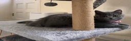 Scottish Fold cats for sale: British Shorthair for Sale  - Advert 3