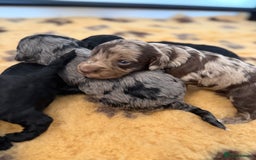 Cockapoo dogs for sale: Beautiful F2 cockapoo puppies  - Image 7