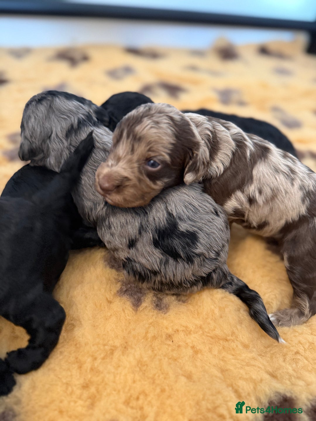 Cockapoo dogs for sale: Beautiful F2 cockapoo puppies  - Image 7