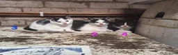 Mixed Breed cats for sale: Friendly farm kittens seeking their forever homes in Gretna - Advert 7