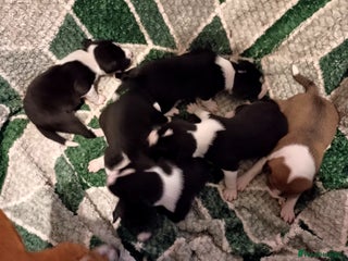 Basenji dogs Basenji pups - Advert 1