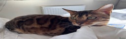 Bengal cats for sale: Bengal girl  - Advert 4
