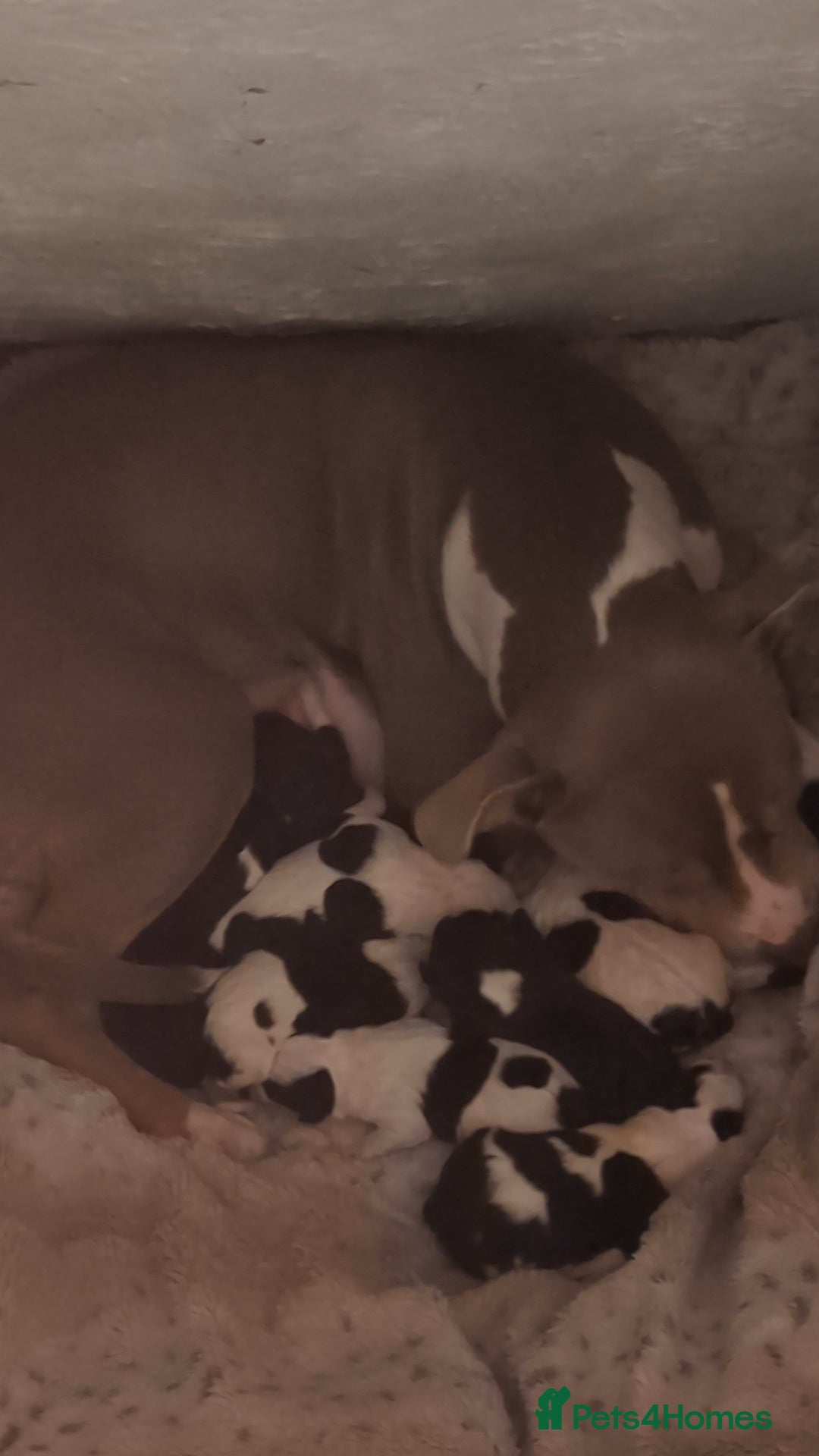 Mixed Breed dogs for sale: Beautiful puppies  - Image 6