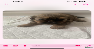 Shih Tzu dogs - Advert 5