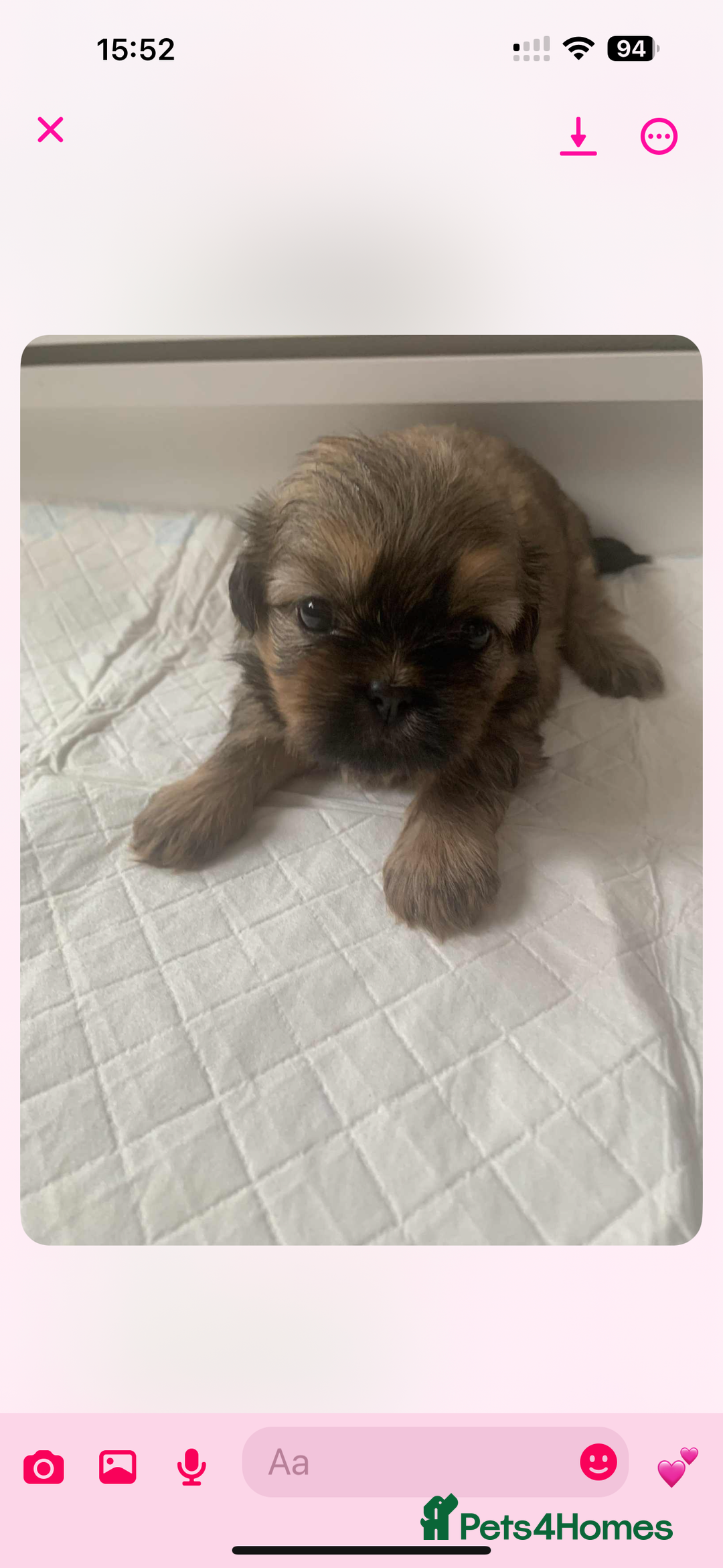 Shih Tzu dogs for sale: Shih Tzu puppy’s  - Image 2