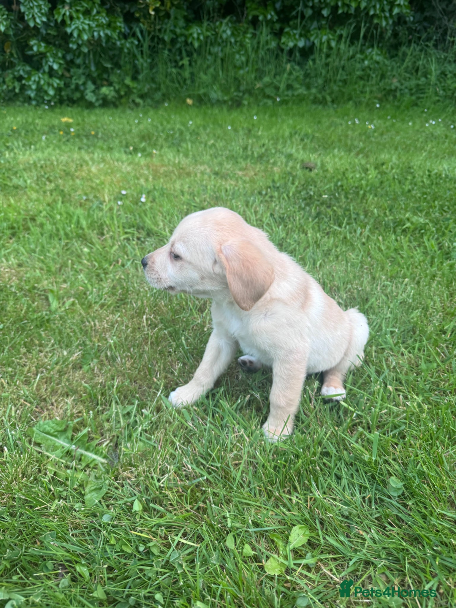 Labrador Retriever dogs for sale: Golden Labrador Puppies in Ayr - Advert 6