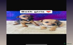 Jack Russell dogs for sale: Beautiful Jack Russel puppies  - Image 2