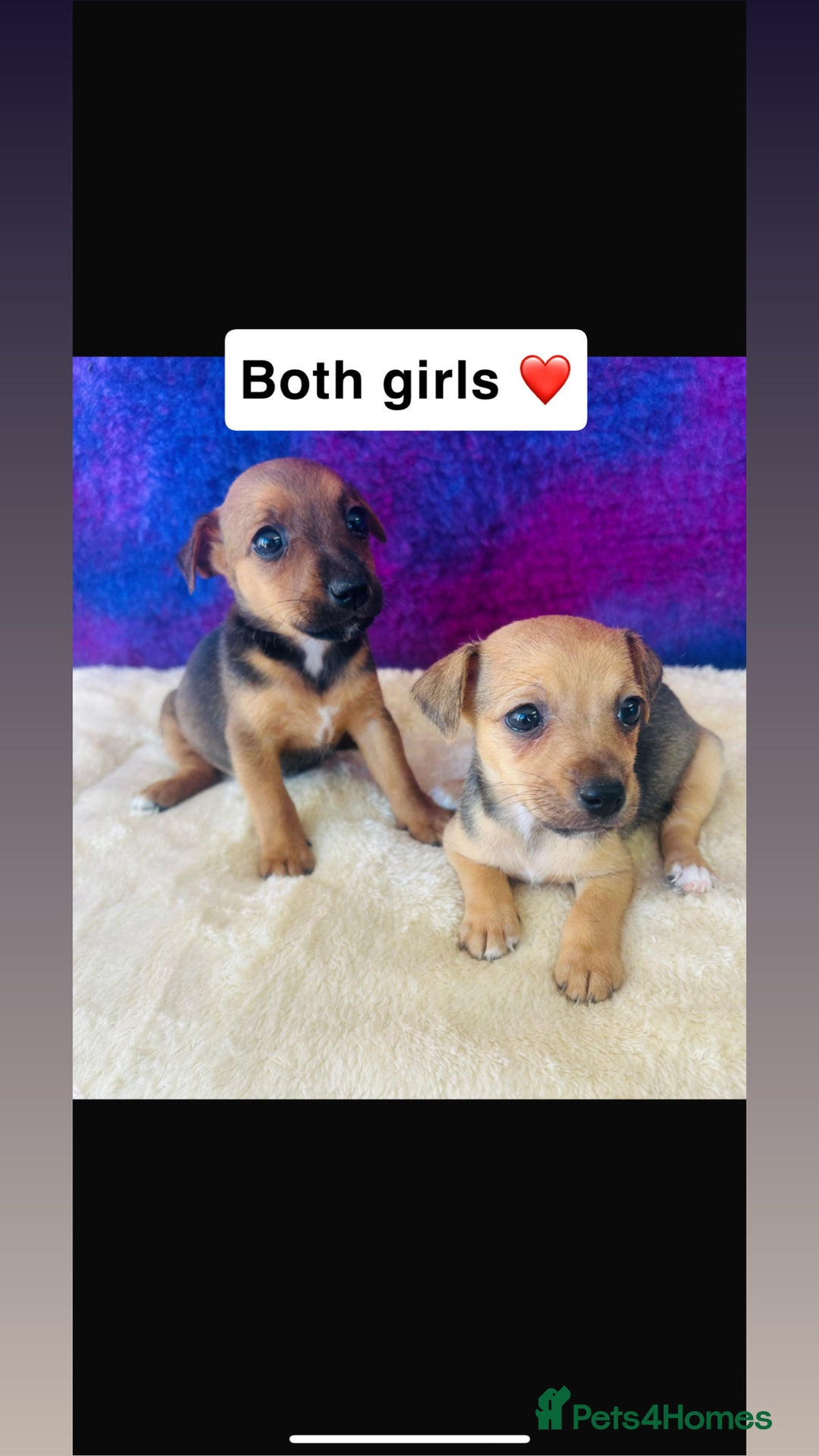 Jack Russell dogs for sale: Beautiful Jack Russel puppies  - Image 2