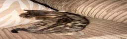 Bengal cats for sale: Bengal x BSH kitten  in Wigan - Advert 5