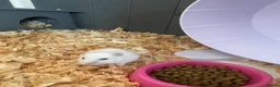 Hamster rodents for sale: Donate Hamster, Looking for a new home in Telford - Advert 6