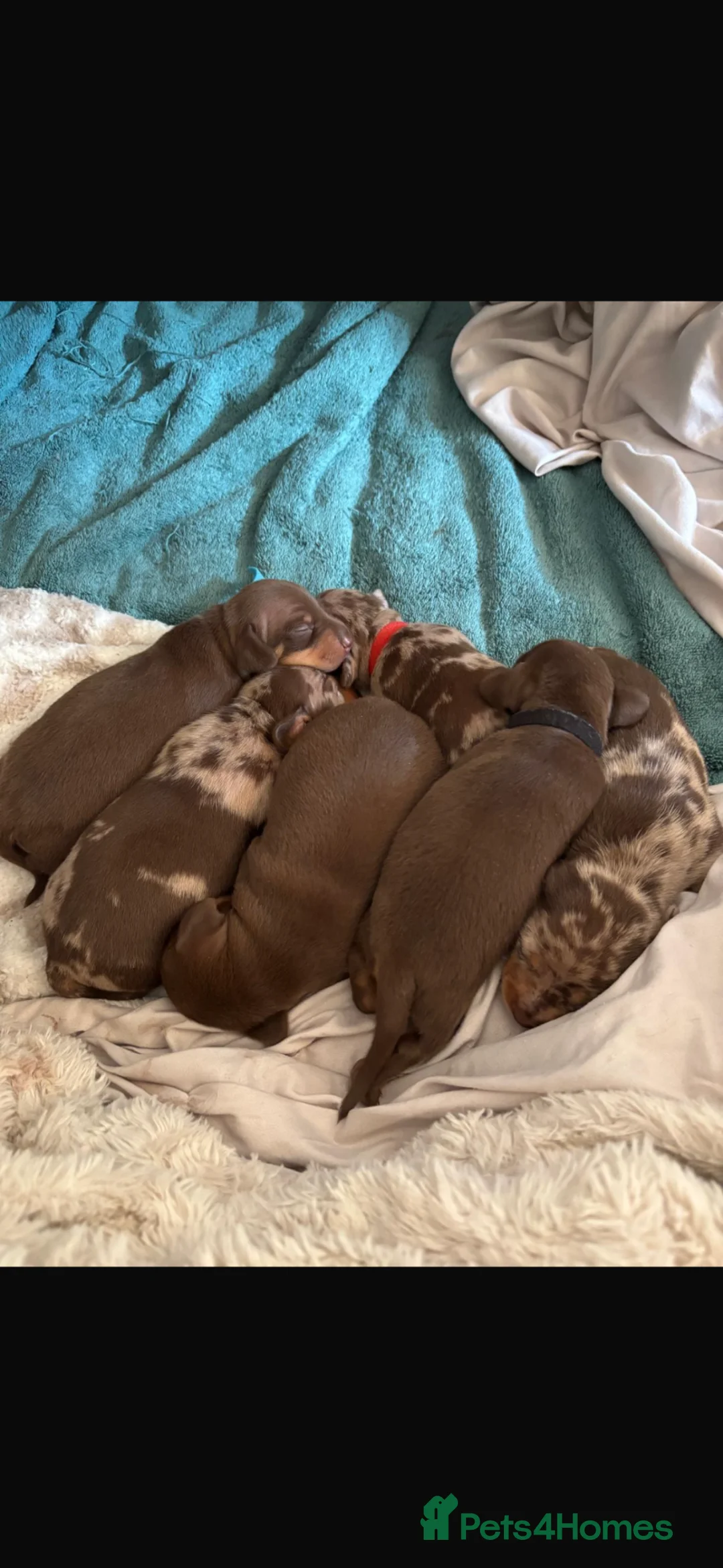 Miniature Dachshund dogs for sale: KC Registered Minatare Dachshund puppies for sale - Advert 1