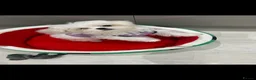 Maltese dogs for sale: KC Reg Korean Maltese Girl Puppy Ready now  - Advert 11