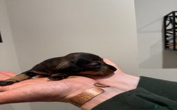 Dachshund dogs for sale: Wire haired Teckel puppies  - Advert 5