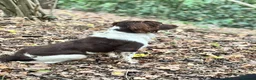 English Springer Spaniel dogs for stud: Heavily Marked L&W fully DNA clear  - Advert 4