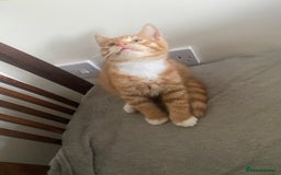 British Shorthair cats for sale: Lovely Girls 🥰 - Advert 11