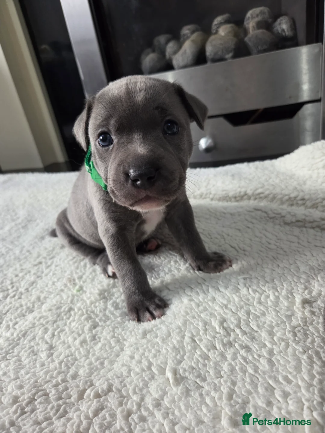 Staffordshire Bull Terrier dogs for sale: Staffordshire bull terrier blue-white - Advert 7