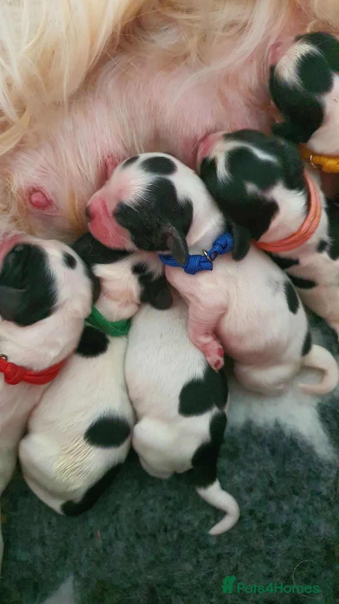 Cocker Spaniel dogs for sale: English Cocker Spaniel litter – champion lines - Advert 2