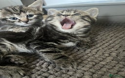 Mixed Breed cats for sale: Make and female tabby kittens for sale  - Image 13