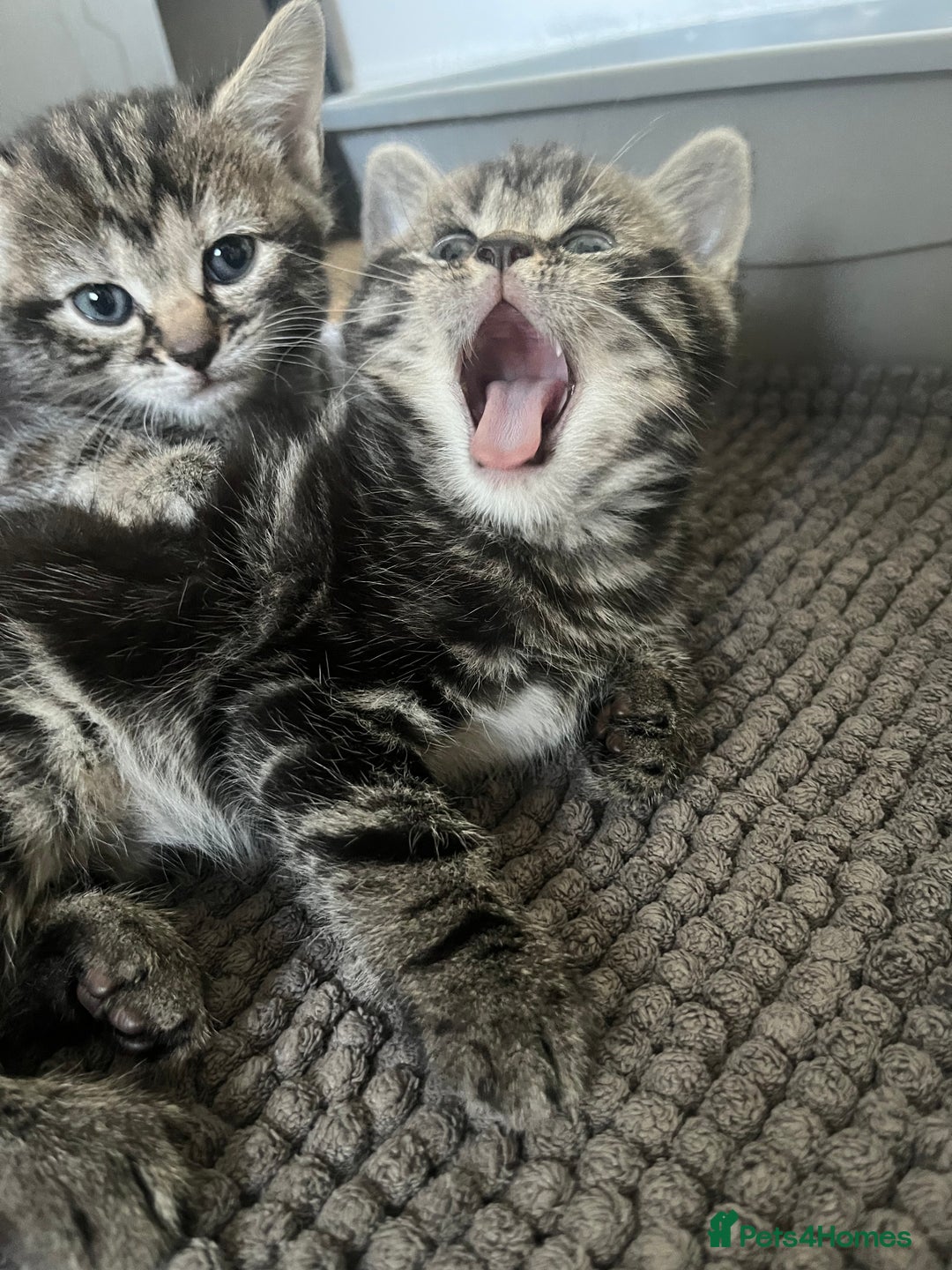 Mixed Breed cats for sale: Make and female tabby kittens for sale  - Image 13