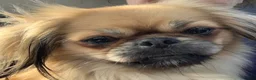 Pekingese dogs for sale: Beautiful Pekinese girl 5 years old  - Advert 2