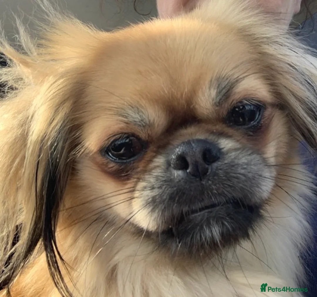 Pekingese dogs for sale: Beautiful Pekinese girl 5 years old  - Advert 2