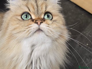 Persian cats - Advert 24